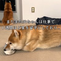 パパさんが留守にしている間の2匹