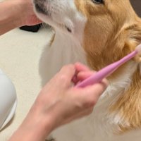 歯磨き