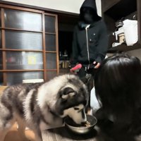 ご飯を食べる犬
