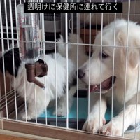 ケージの中で寄り添う2匹と見守る犬