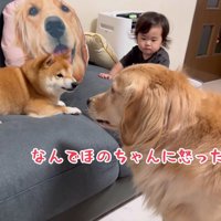 「なんで吠えるの！」