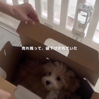 箱に入った子犬