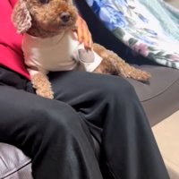 得意顔の茶々丸くん