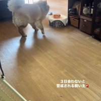 後ろを向くうーちゃん