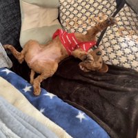 愛おしくなる3ミリカット