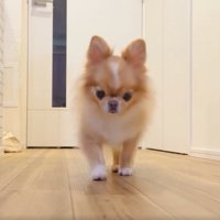 歩いて寄ってくる犬