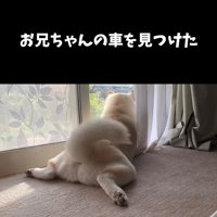 窓の外を見ながら尻尾を振る犬