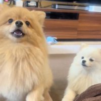 遊んでほしいキャシーちゃん