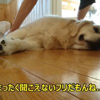 邪魔だけれど可愛い♡