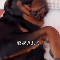 「もう起きるから……」