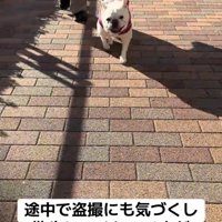 人と一緒に歩く犬