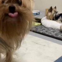 カメラを見つめるメスの老犬