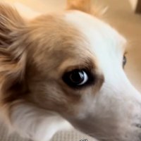 チラ見するソラくん