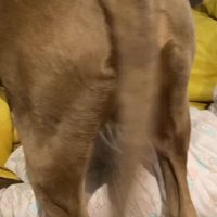 オリバーくんが登場