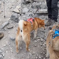 足に犬のタトゥーが入った男性のそばに立つ2頭の犬