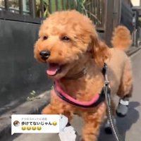 上手に歩けています♪