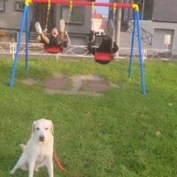 ブランコを漕いでいる2人の男の子と、男の子たちの近くで座っている犬