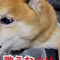 パパの歌に激怒！！