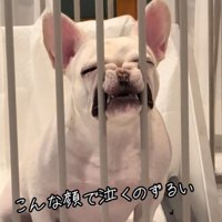 鳴く犬