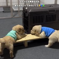 木の枠の上で見つめ合う子犬たち