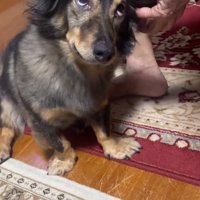 また上目遣いになるマックくん