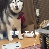 「お散歩行こう！」