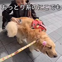 体を擦り付ける犬