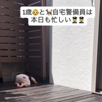 フェンスの隙間を覗く男の子