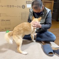 犬を優しく撫でるおじいちゃん