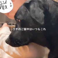家族にくっついてテーブルの上に並んでいる食事を見つめる犬