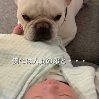 赤ちゃんを見守る犬