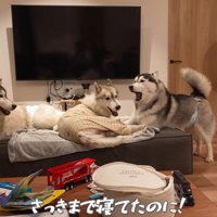 ヴァルくんが暴走！！