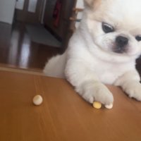 ボーロを食べたいワンコ5