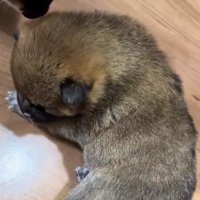 赤ちゃん犬に近づく黒柴