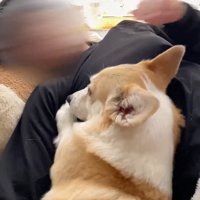 「撫でてってば～」