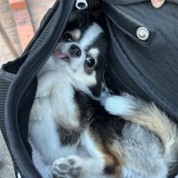 立派に成長