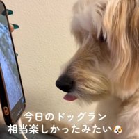 舌を出す犬