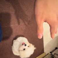 ちょこんとお座り