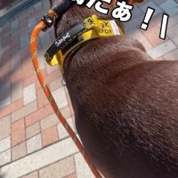 再び馬だと言われるよもぎくん