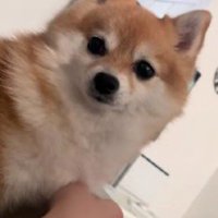 「なでて〜！」
