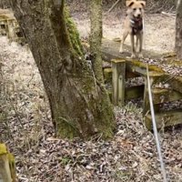 道を引き返す垂れ耳の犬