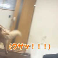 逃げるハスキー