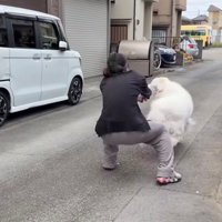 飼い主を引っ張る犬