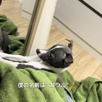 あるわんこの成長記録