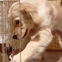 ハウスに入る犬