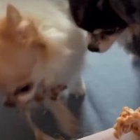 納豆愛が強めな2匹でした♡