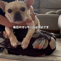 フレンチブルドッグを膝に乗せてマッサージする女性