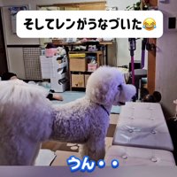テレビに向かって小さくうなずく犬