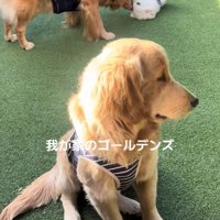 しろ君の同居犬たち2