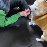 「骨っ子の気分じゃない」